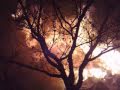 Bonfire 2009