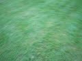 Running DOG!