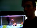 ANGEL FISH
