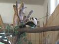 Panda cub Fu Long (part II), Zoo Vienna