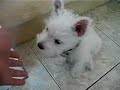 Yuki my westie pup 18 Yuki my westie pup 18