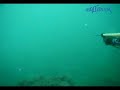 Spearfishing - cormorant - Karabatak Spearfishing - cormorant - Karabatak