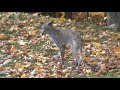 Coyote