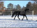 Moriesian Mare