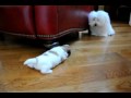 Coton