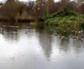 the big pond at the wolseley bridge nature reserve near stafford which had oday a trio of english swans and hundreds of canadian geese living together in commonwealth harmony