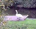the big pond at the wolseley bridge nature reserve near stafford which had oday a trio of english swans and hundreds of canadian geese living together in commonwealth harmony
