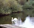the big pond at the wolseley bridge nature reserve near stafford which had oday a trio of english swans and hundreds of canadian geese living together in commonwealth harmony
