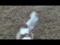 OUR DOG PLAYS SOCCER