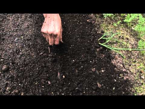 how to collect ageratum seeds