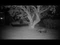 Click here to watch this video Goldie The Badger In My Garden