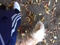 城北中央公園 ドッグラン11/17 あおちゃん pomeranian puppy