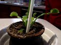 Venus Flytrap Flower Bloomed Venus Flytrap Flower Bloomed