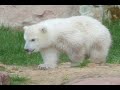 Knut und Flocke Knut und Flocke