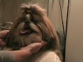 Shih Tzuen Lina 7 mnd f�r ny topp
