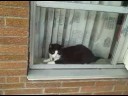 My cat Lucky, in the Window