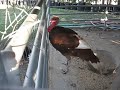 Name tom, the turkey at Centennial Farm