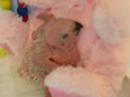 Baby Jenday Conure