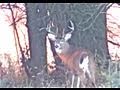 MONSTER BUCK IN RUT GOOD RACK ANOMALOUS POINTS DEER AT SUNR