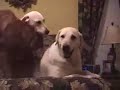 It's A Dog's Life - Puppy Music Video 3 It's A Dog's Life - Puppy Music Video 3
