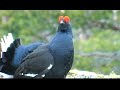 Black  grouse in Norway
