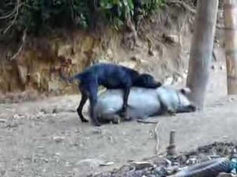 Dog Loves Pig in Peru