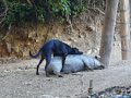 Dog loves pig in peru