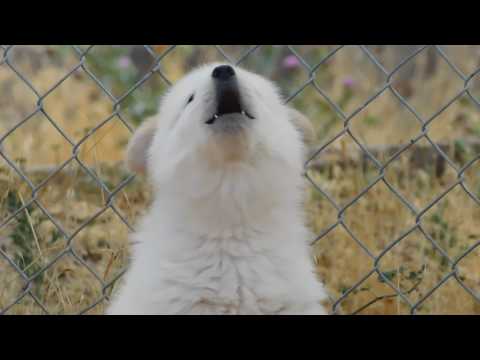 ACE LEARNING TO HOWL