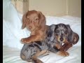 dachshund puppies