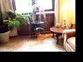 my front room plus my very loud dog.