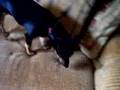 videos de my front room plus my very loud dog.
