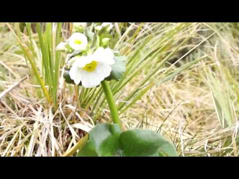 how to grow mt cook lily