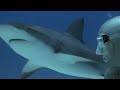 Swimming with wild reef sharks - Shark Therapy - BBC Animals