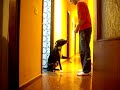 adiestramiento de perros draco 7  meses