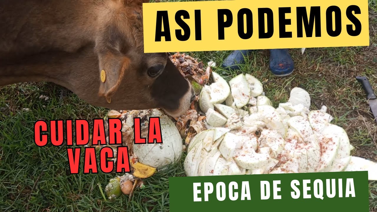 Asi cuidamos la vaca en época se sequia #vivelogicamente
