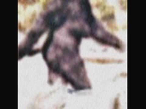 bigfoot evidence 2008