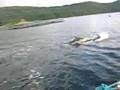 dolphins loch carron