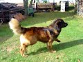 Leonberger Andy-Bady od Zeleného buku Leonberger Andy-Bady od Zeleného buku
