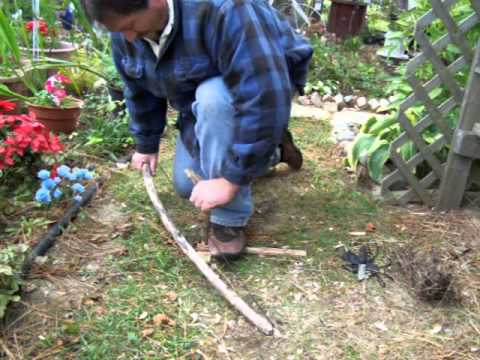 how to harvest cedar boughs