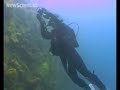 Oil bubbles point to eco disaster in paradise
