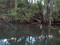 More Surface Bass Fishing