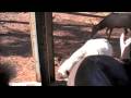 videos de Wild Animal Safari, Pine Mountain, Georgia USA, Nov 2008