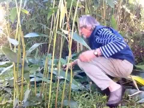 how to transplant tiger grass