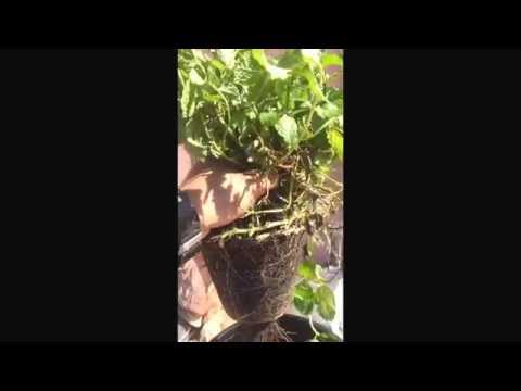 how to transplant mint