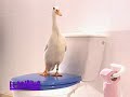 Canard WC - Fausse pub du Soiring Canard WC - Fausse pub du Soiring
