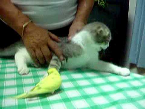Видео 'Попугай и котик'