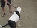 Bulldog Americano video