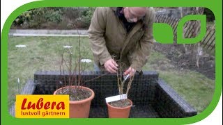 Zwerghimbeeren schneiden (herbsttragende)