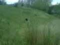 videos de sophie falls down hill :)