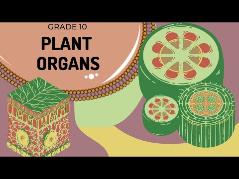 Plant organs | The basic structure and function of each